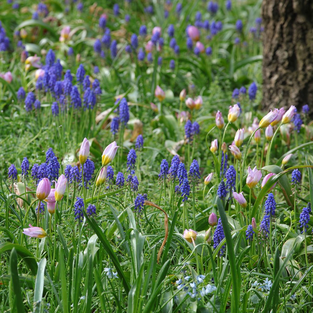 Duo Petits bulbes à naturaliser pour le soleil rose et bleu