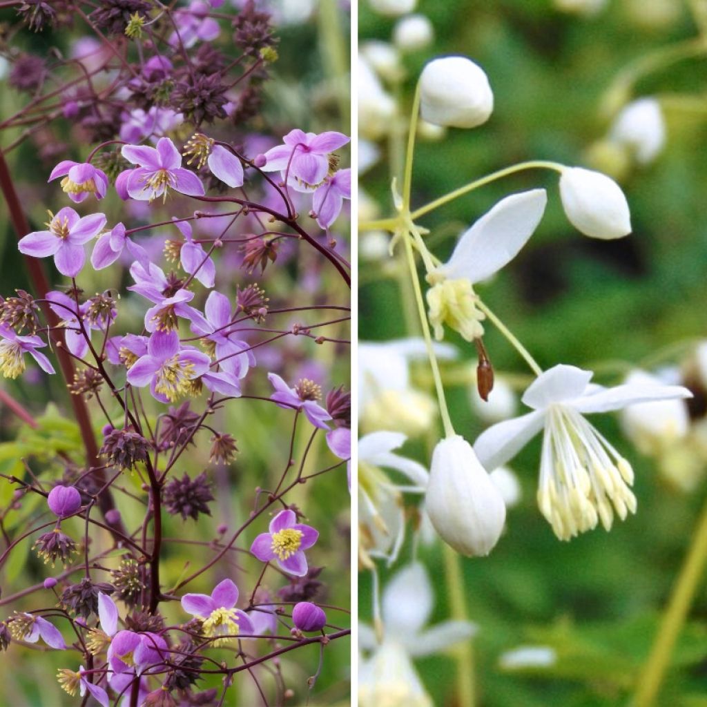 Duo grands Thalictrums à fleurs simples