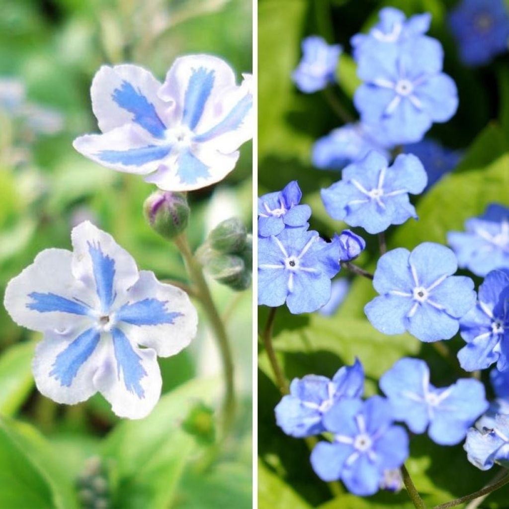 Duo Omphalodes