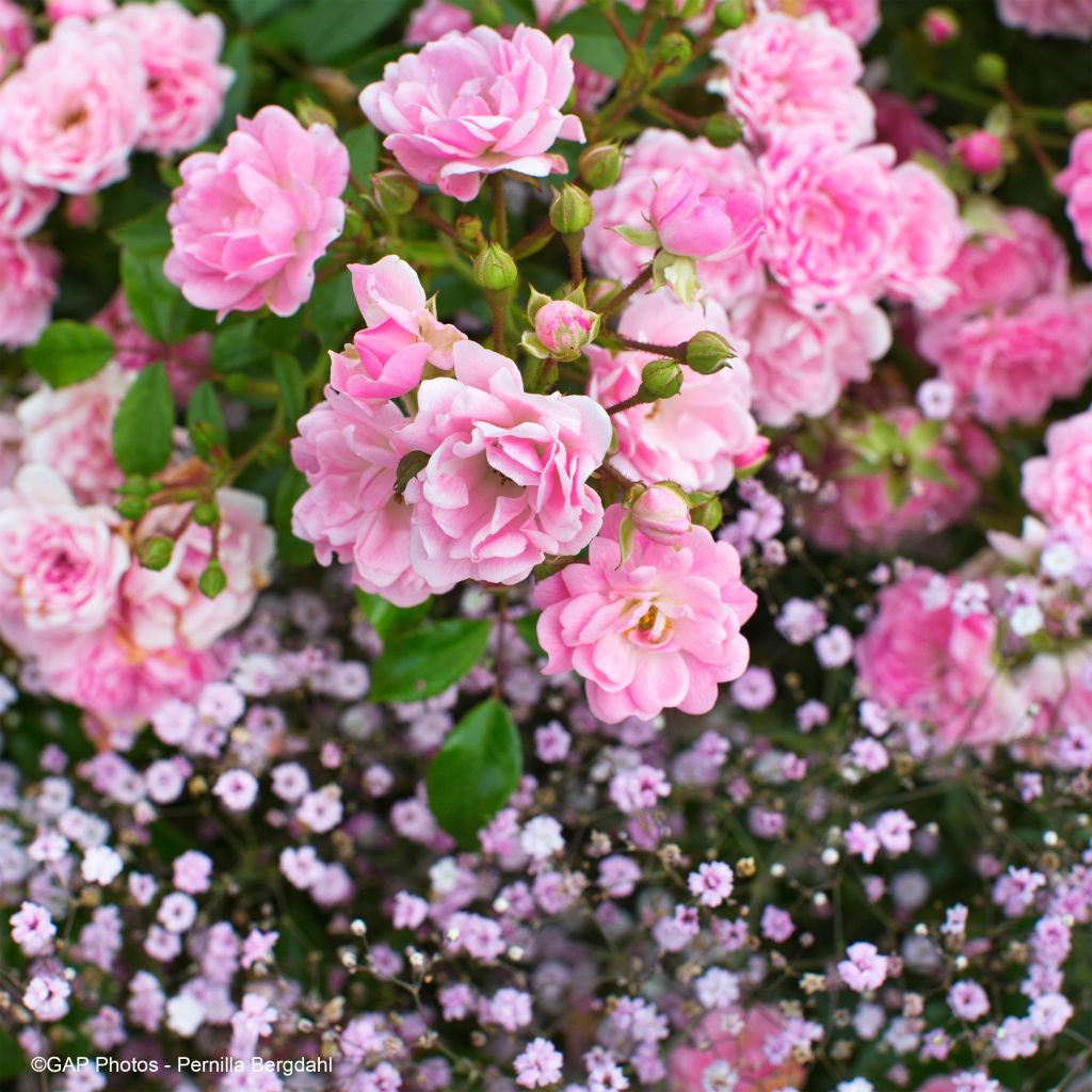 Duo tendresse - Duo de rosiers et de Gypsophiles roses