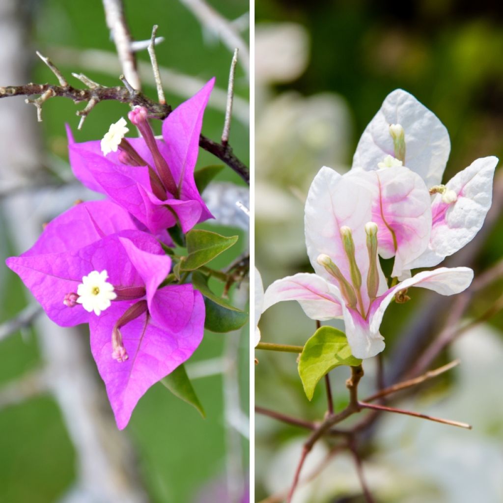 Duo Bougainvilliers