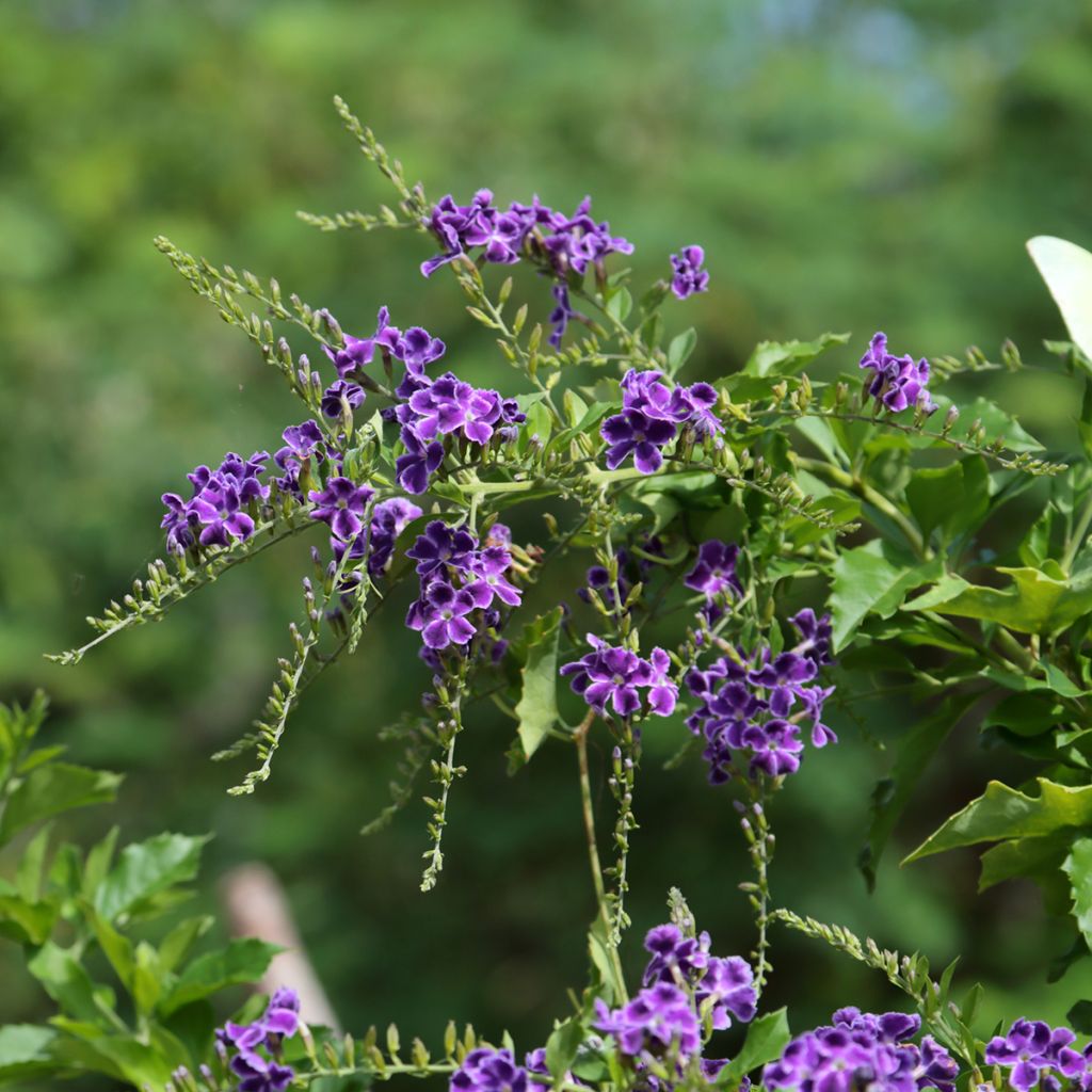 Duranta repens ou erecta - Vanillier de Cayenne