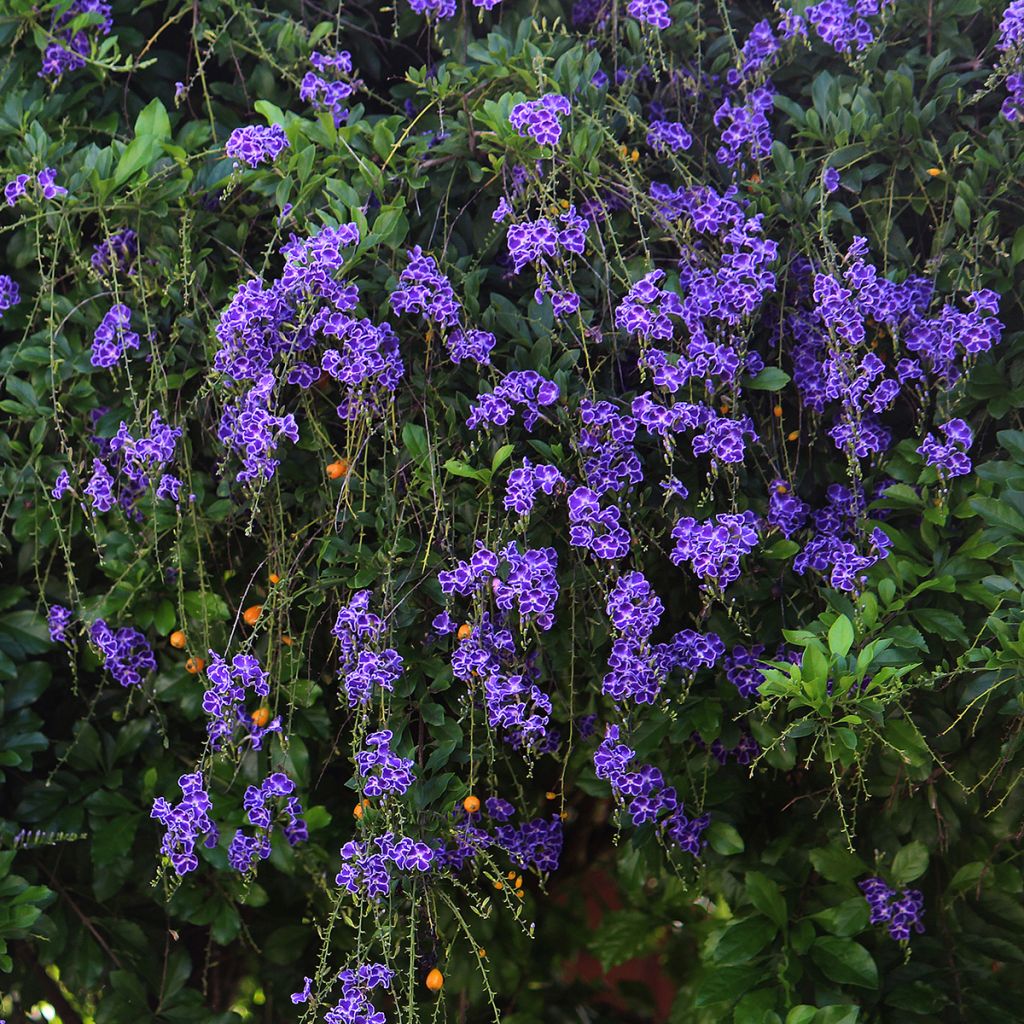 Duranta repens ou erecta - Vanillier de Cayenne