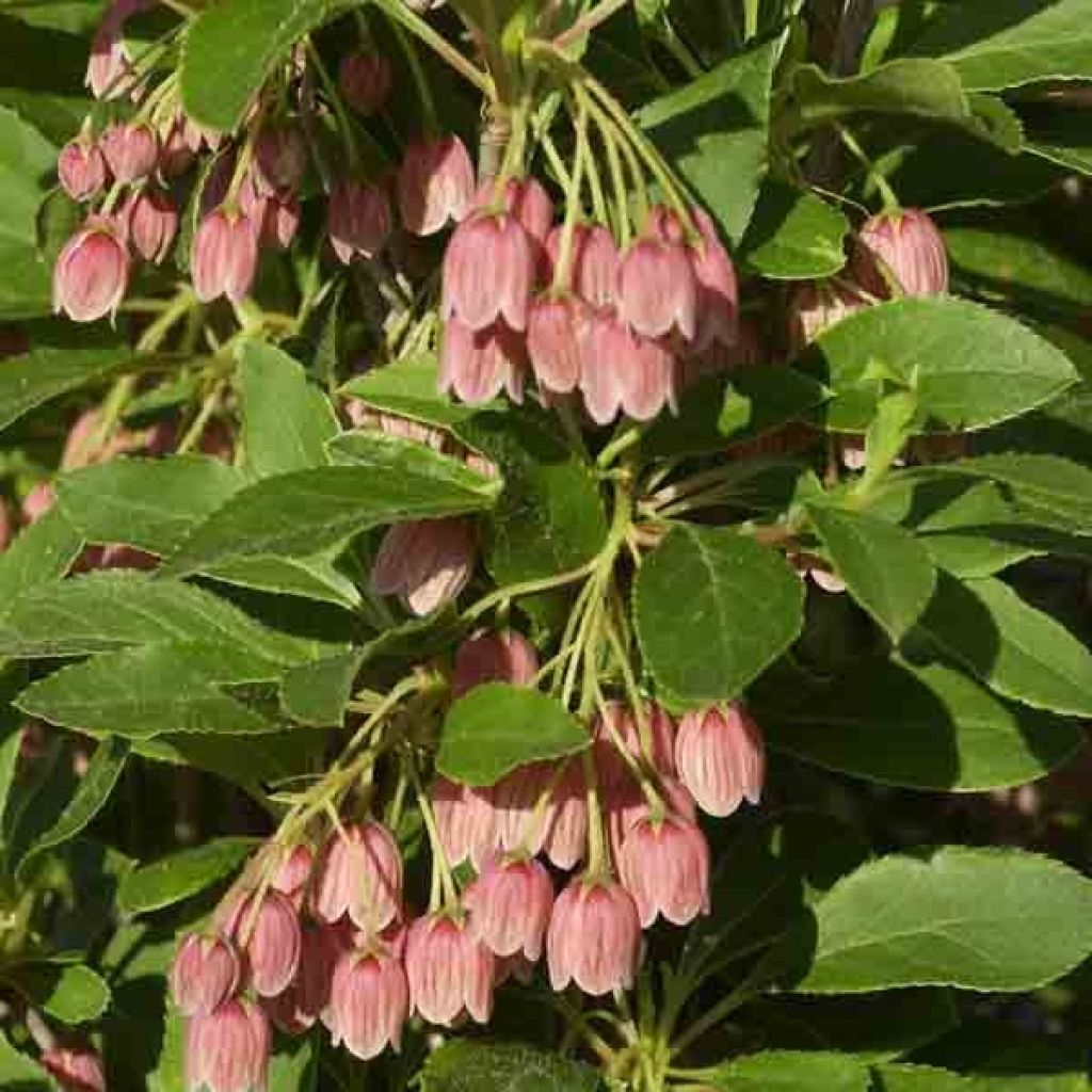 Enkianthus campanulatus var. palibinii