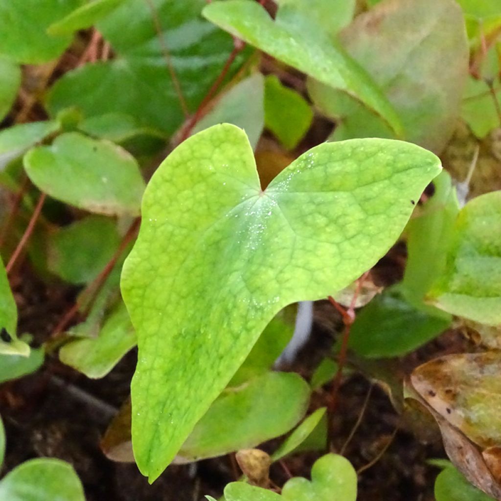 Epimedium acuminatum, Fleur des elfes