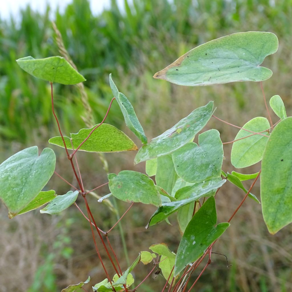 Epimedium acuminatum, Fleur des elfes