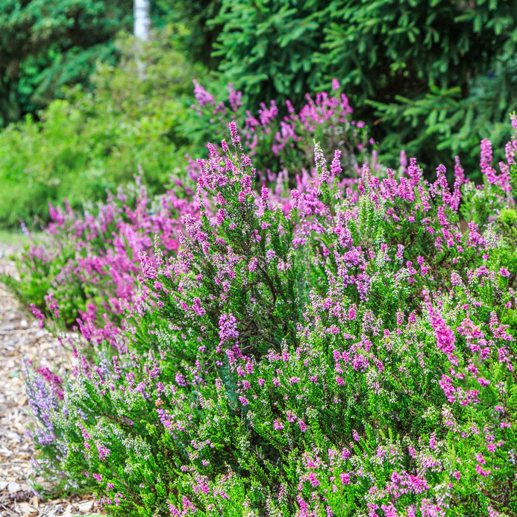 Bruyère des neiges - Erica carnea Foxhollow