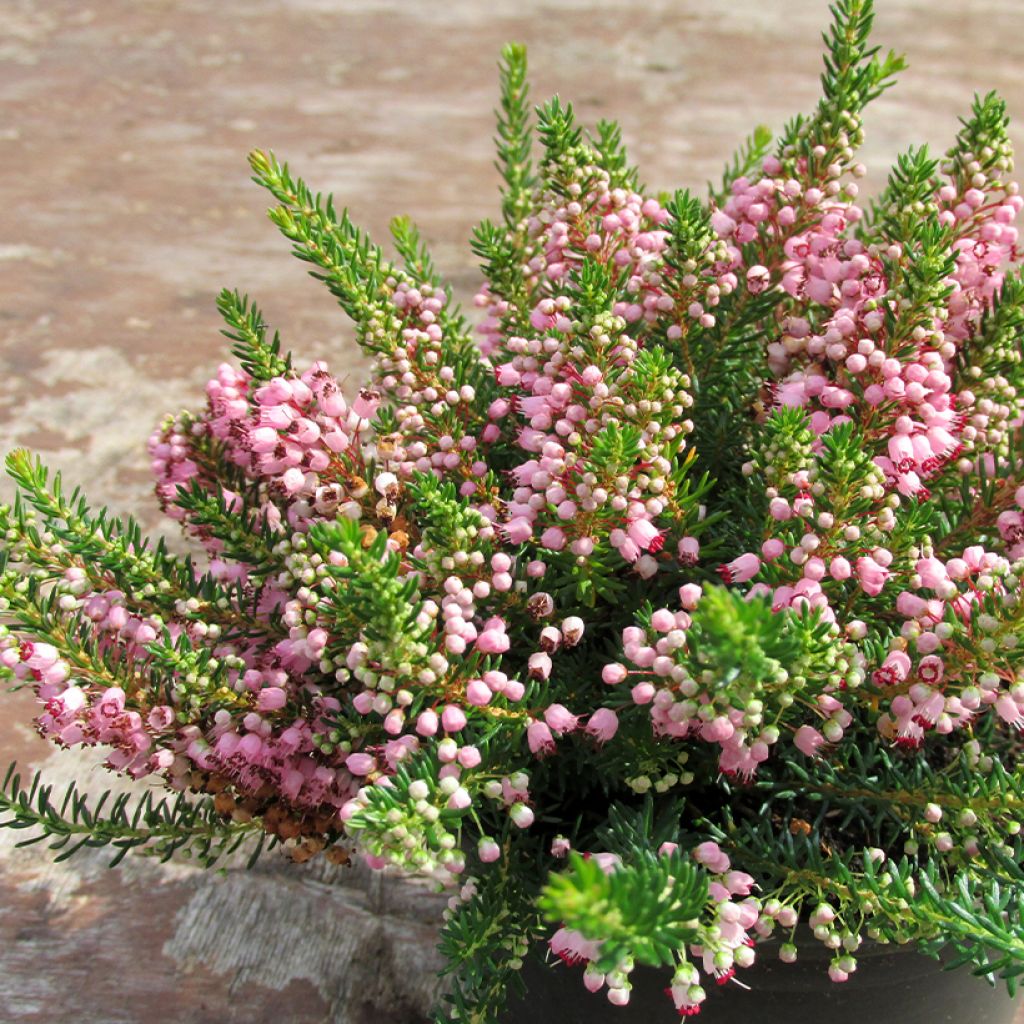 Bruyère vagabonde - Erica vagans Pyrenees Pink
