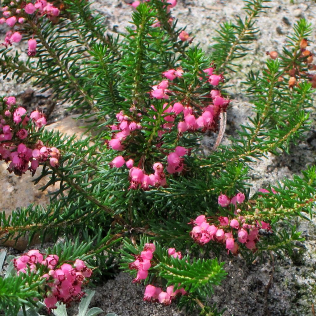 Bruyère vagabonde - Erica vagans Mrs D.F. Maxwell