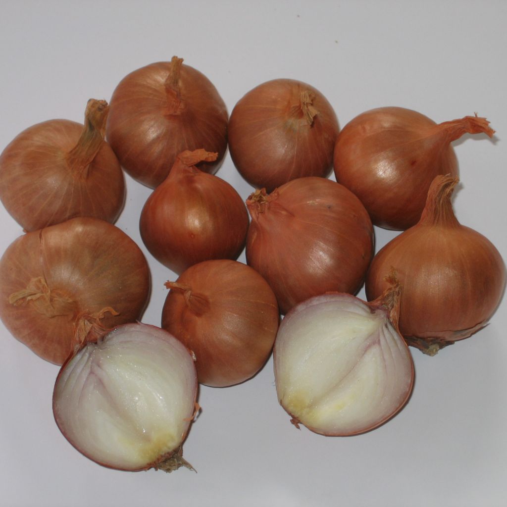 Oignon patate (Allium cepa var. aggregatum), un oignon ancien : plantation,  culture