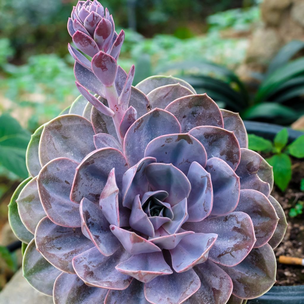 Echeveria Perle Von Nürnberg