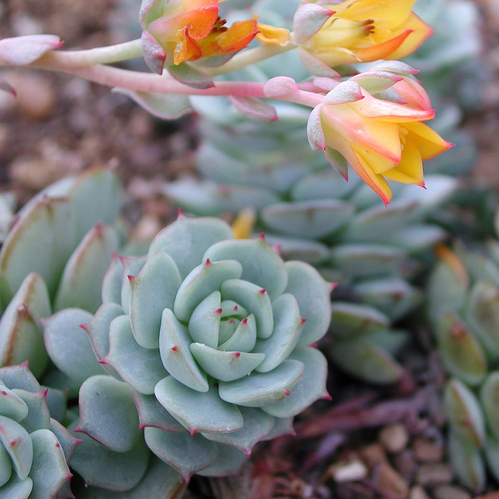 Echeveria derenbergii 