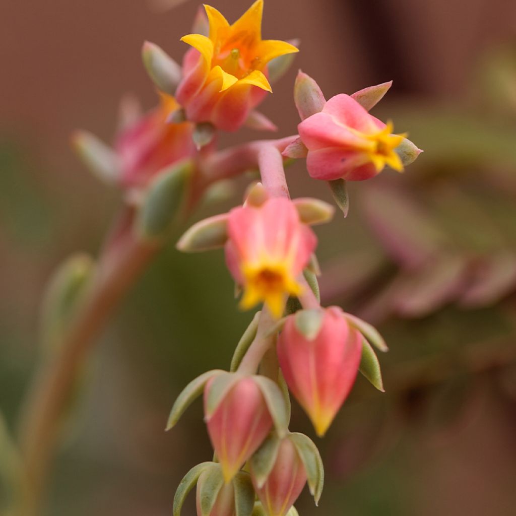 Echeveria derenbergii 