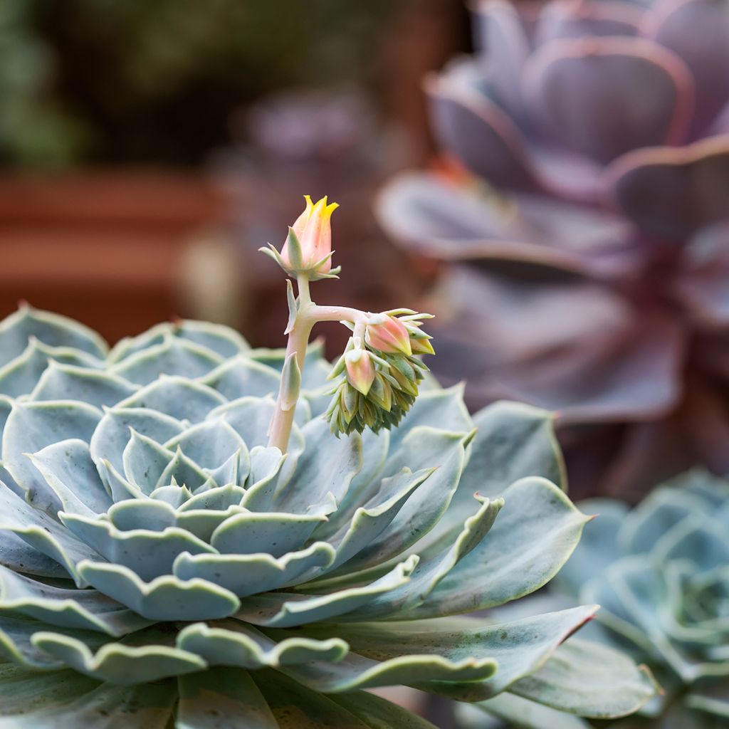 Echeveria derenbergii 