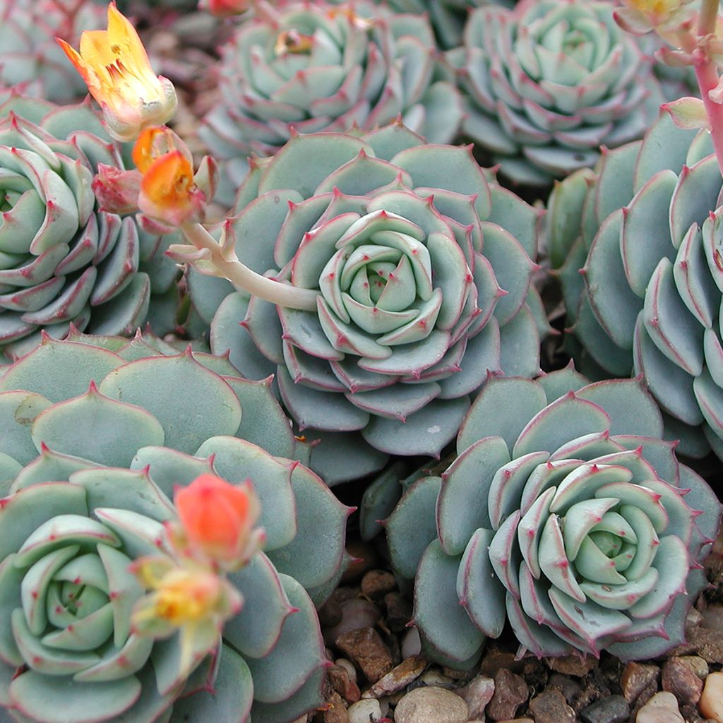 Echeveria derenbergii 