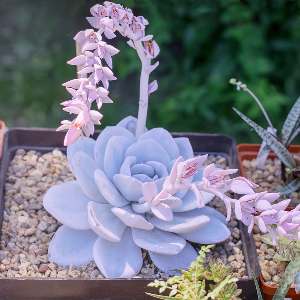 Echeveria lilacina