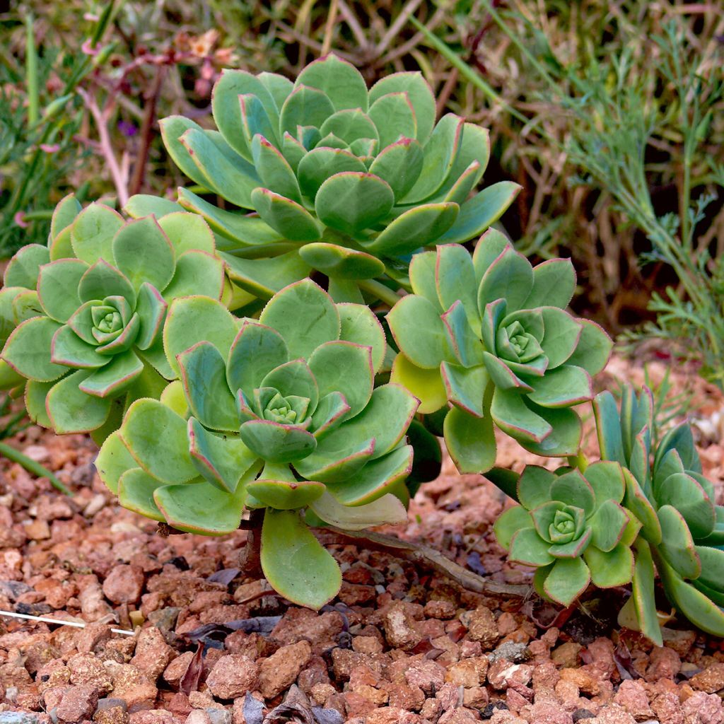 Echeveria ou Aeonium haworthii