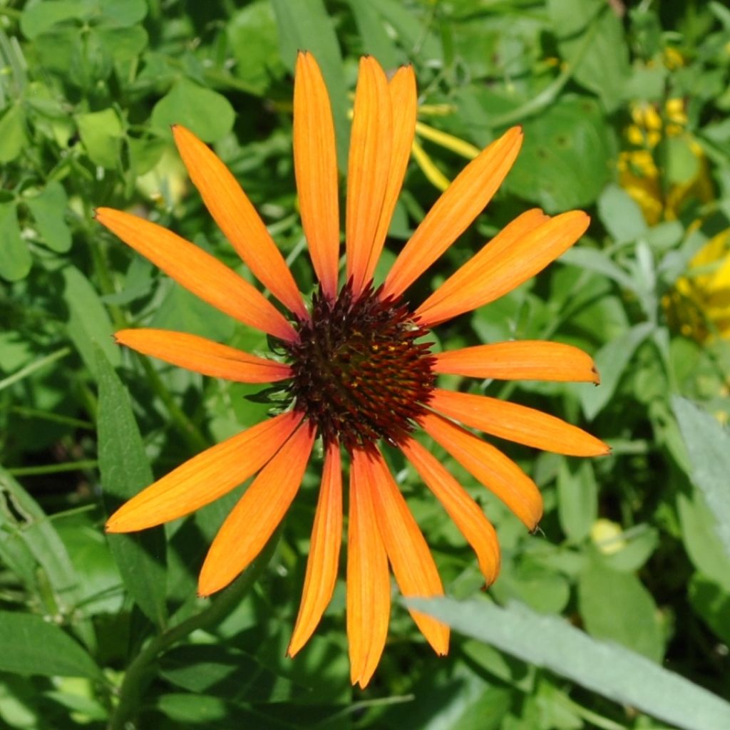 Echinacea Art s Pride - Rudbeckia pourpre