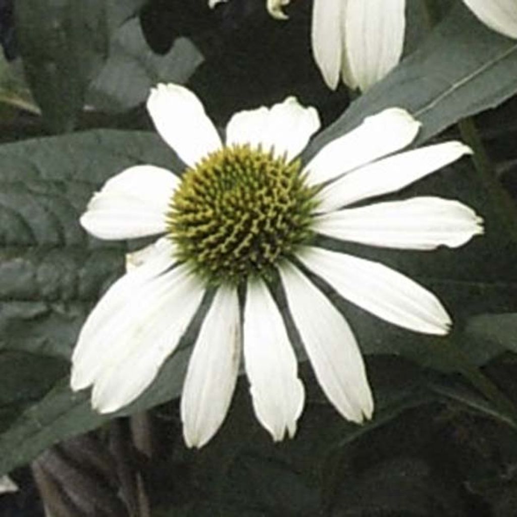 Echinacea Avalanche - Rudbeckia pourpre