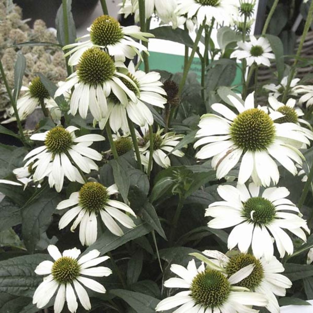 Echinacea purpurea Virgin - Echinacée