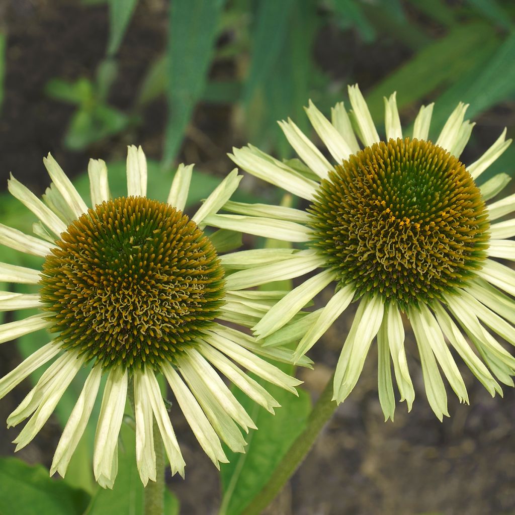 Echinacea Avalanche - Echinacée