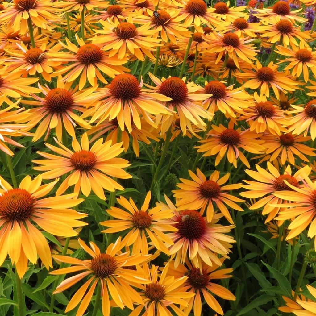 Echinacea Big Kahuna - Rudbeckia hybride