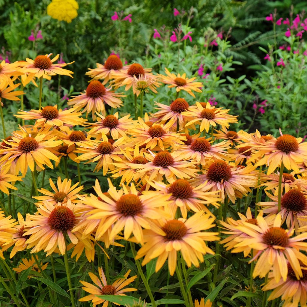 Echinacea Big Kahuna - Echinacée