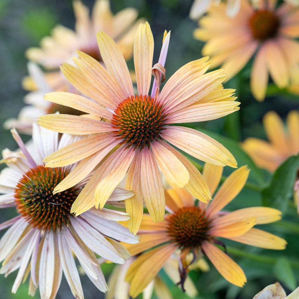 Echinacea Big Kahuna - Echinacée