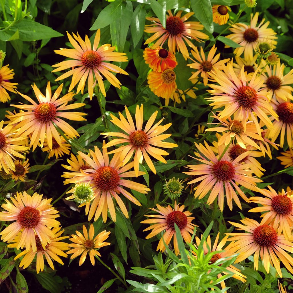 Echinacea Big Kahuna - Echinacée