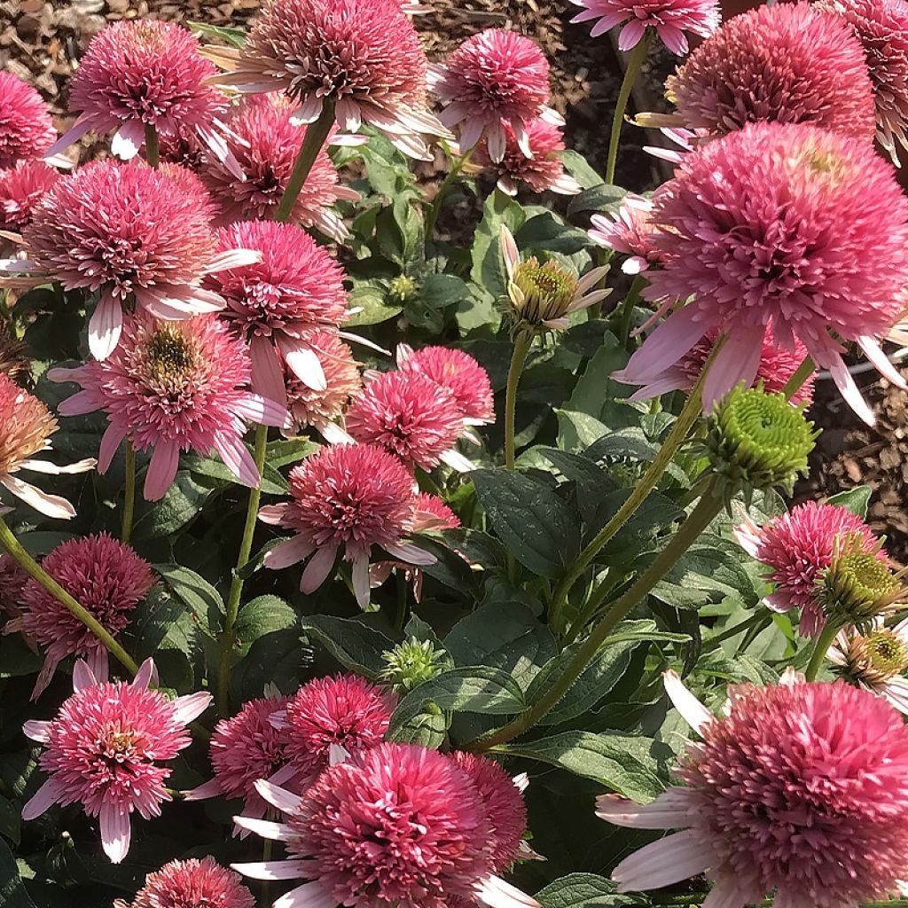 Echinacea Butterfly Kisses - Echinacée