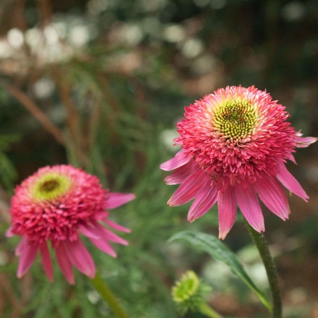 Echinacea Catherina - Rudbeckia pourpre