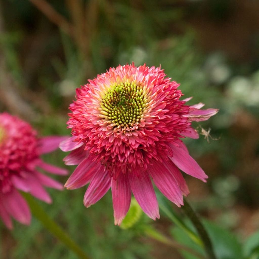 Echinacea Catherina - Rudbeckia pourpre