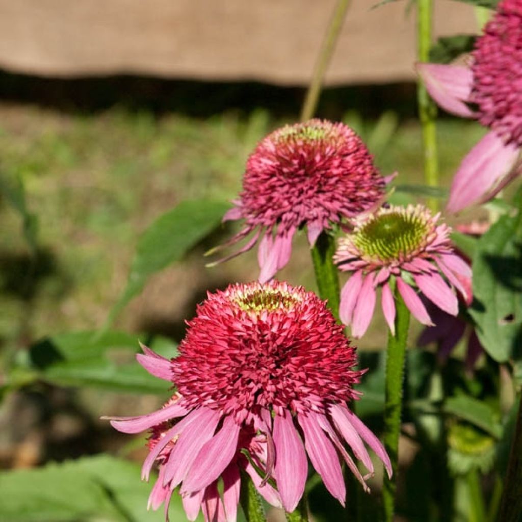 Echinacea Catherina - Rudbeckia pourpre