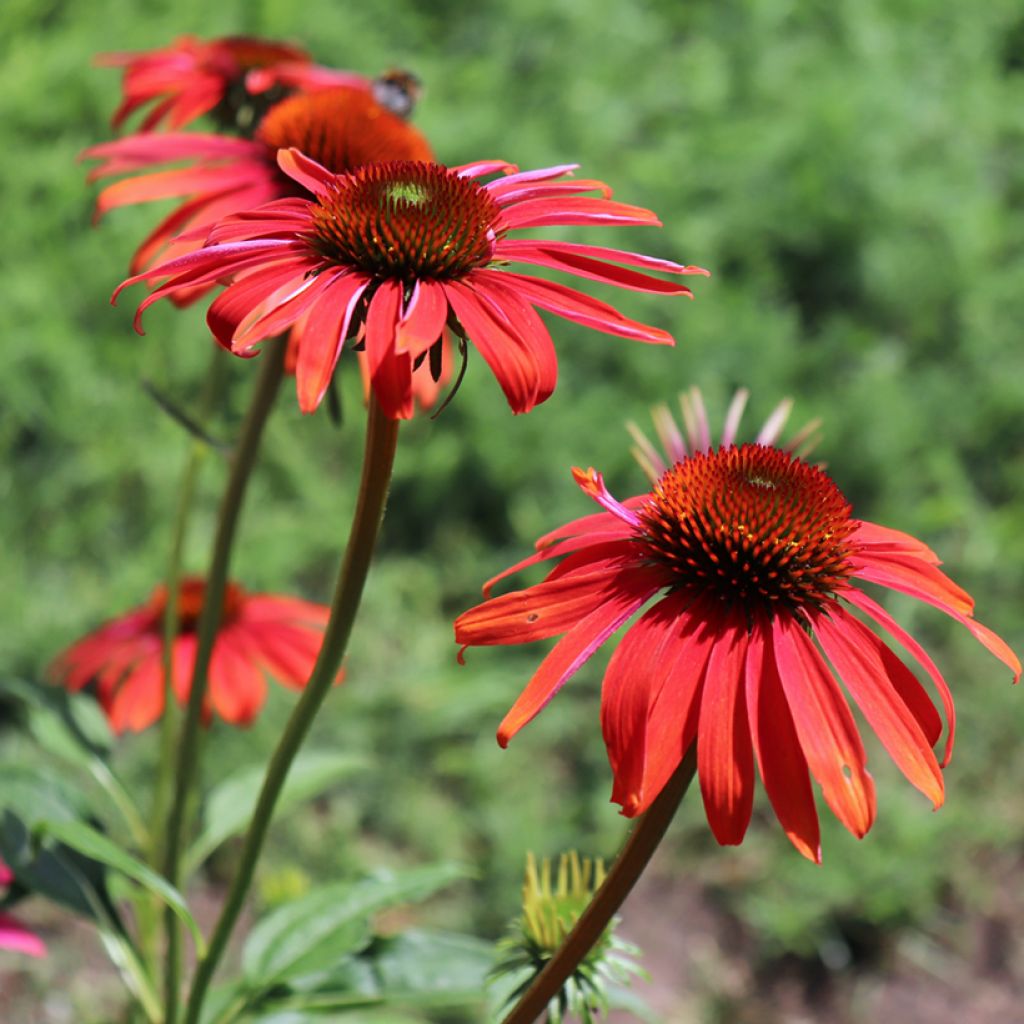 Echinacea Cheyenne Spirit - Echinacée