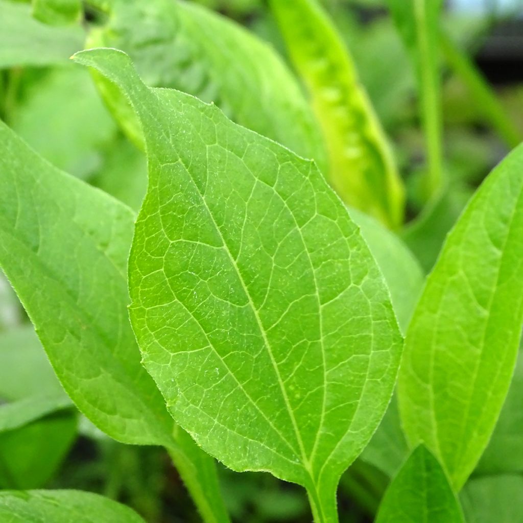 Echinacea Chiquita - Rudbeckia pourpre