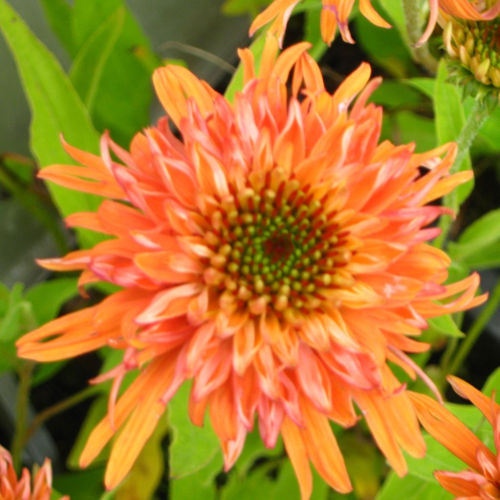 Echinacea Colourburst Orange - Rudbeckia pourpre