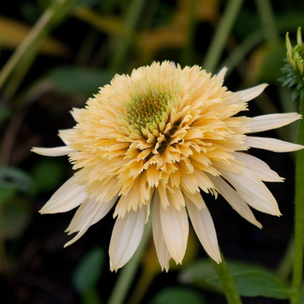 Echinacea Coupe Soleil - Rudbeckia pourpre