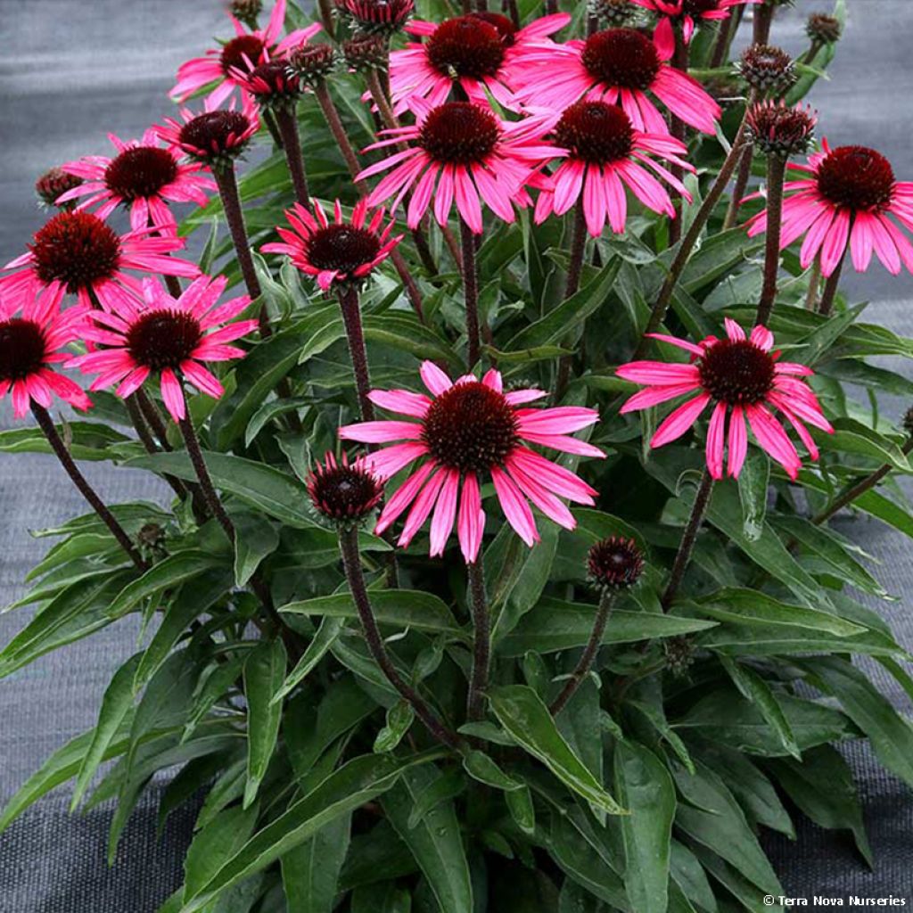 Echinacea Dark Shadows Wicked - Rudbeckia