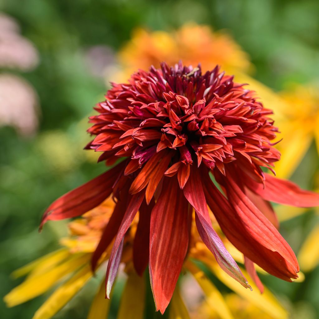 Echinacea Eccentric - Echinacée