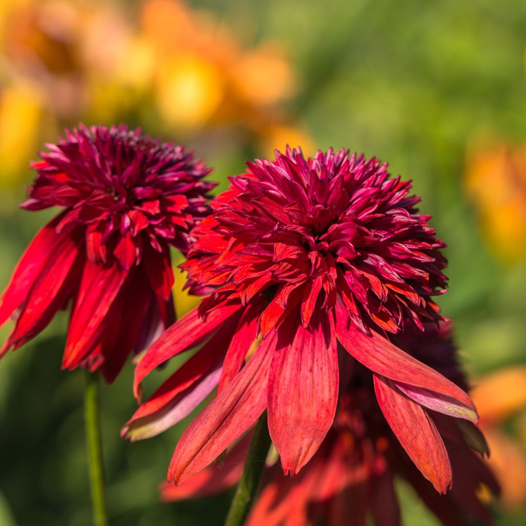 Echinacea Eccentric - Echinacée