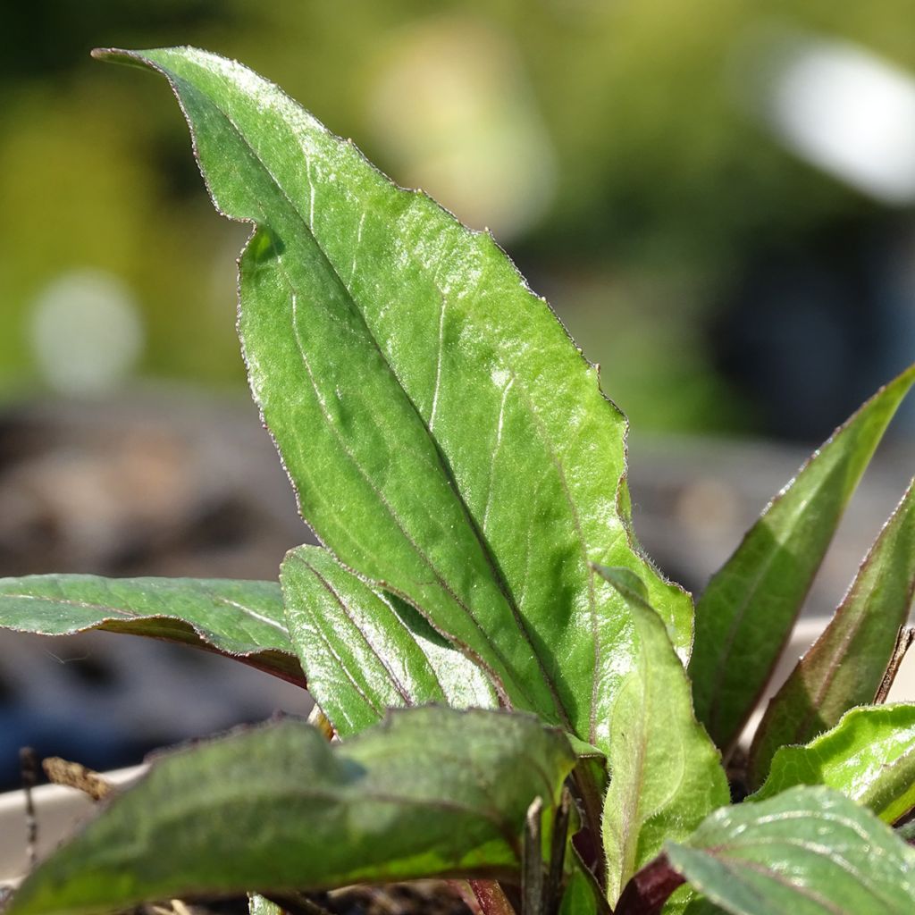 Echinacea Eccentric - Rudbeckia pourpre