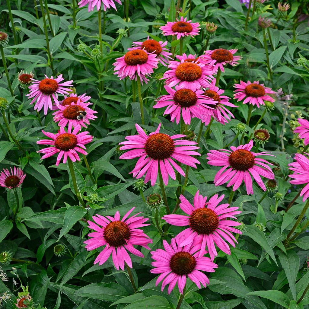 Echinacea Fatal Attraction - Echinacée