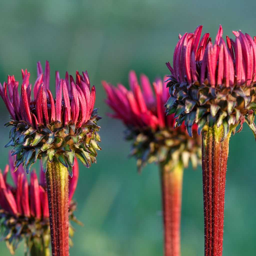 Echinacea Fatal Attraction - Echinacée