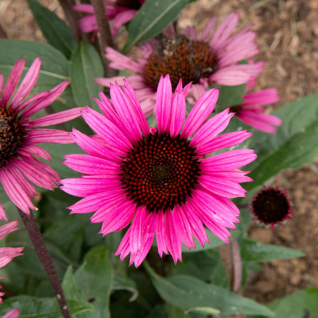 Echinacea Fatal Attraction - Echinacée