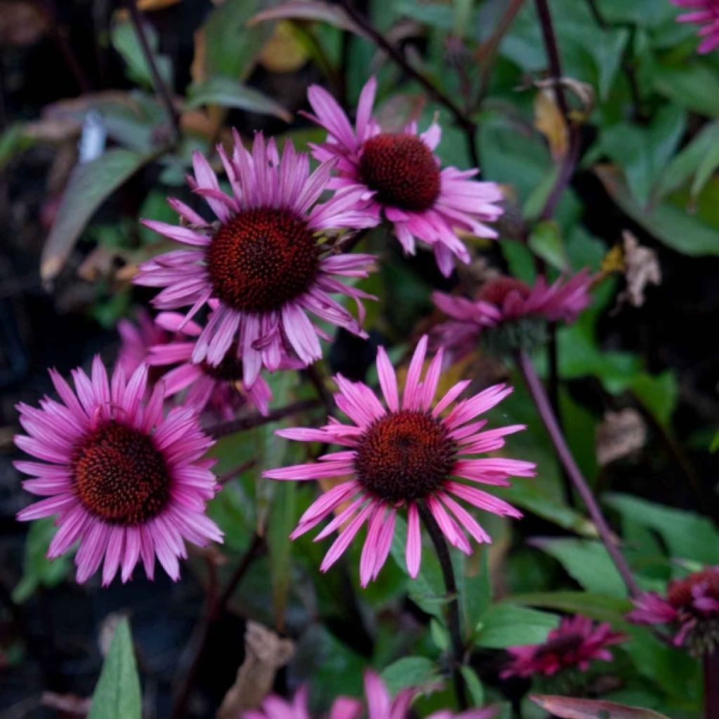 Echinacea Fatal Attraction - Rudbeckia pourpre