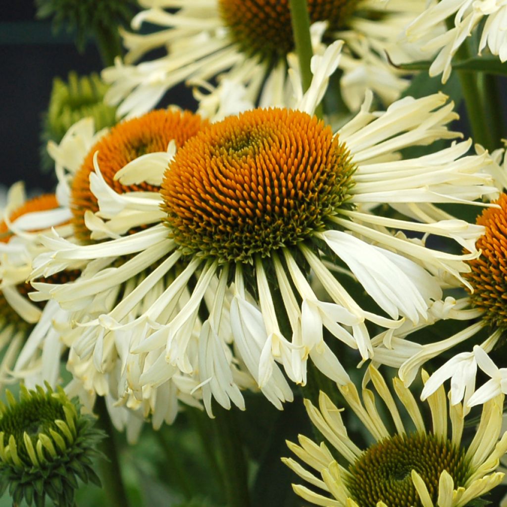 Echinacea Ferris Wheels - Rudbeckia pourpre