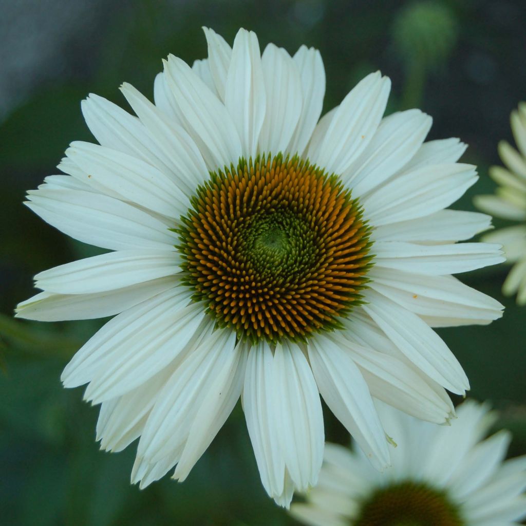 Echinacea Fragrant Angel - Rudbeckia pourpre