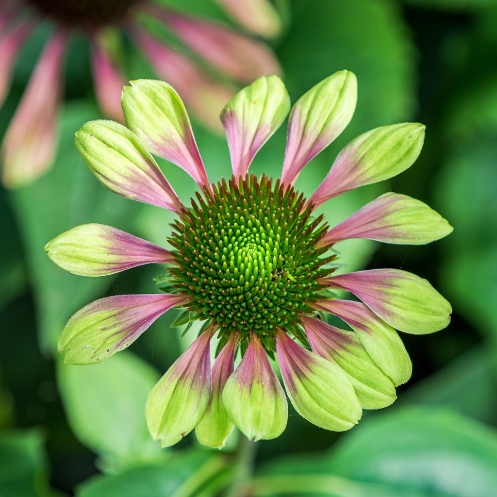 Echinacea Green Envy - Echinacée