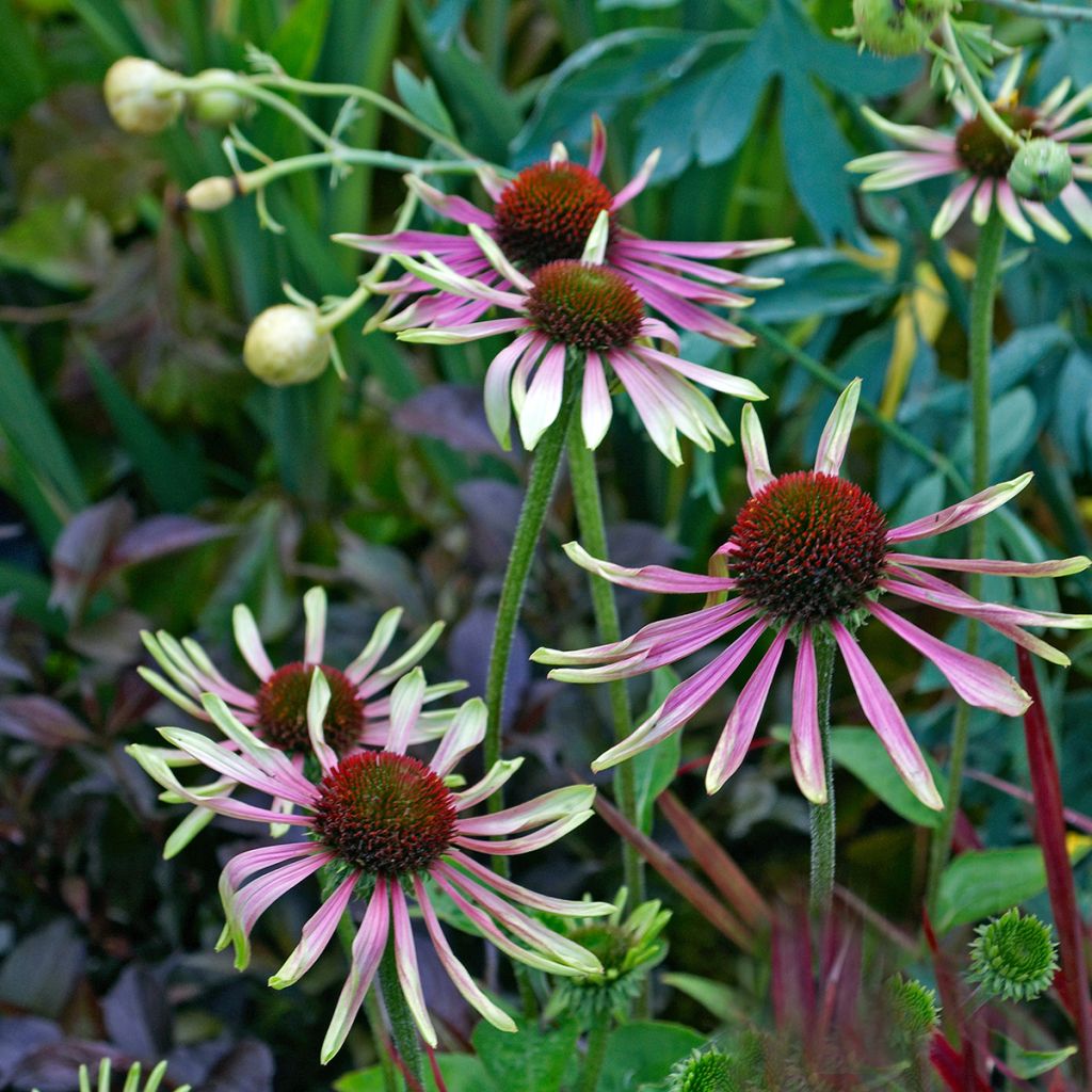 Echinacea Green Envy - Echinacée