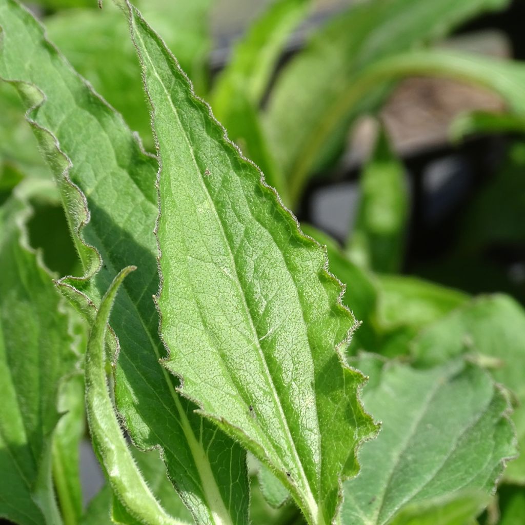 Echinacea Green Envy - Rudbeckia pourpre